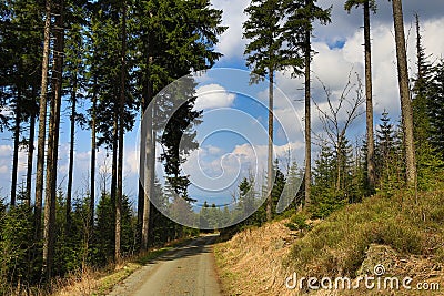 Trees, Spring landscape around Å piÄÃ¡k, ski resort, Bohemian Forest (Å umava), Czech Republic Stock Photo